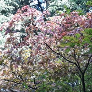 klon palmowy, jego liście są symbolem Arboretum w Rogowie